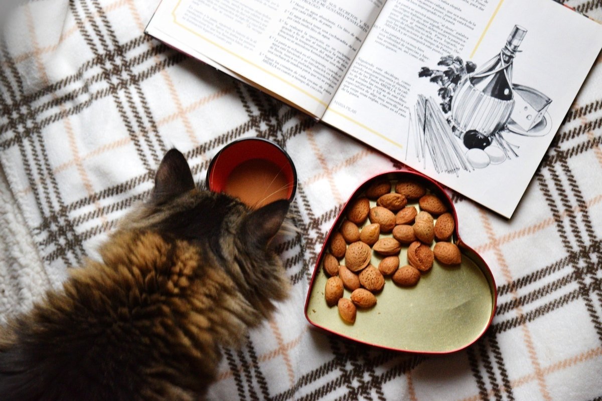 Can a cat be vegan